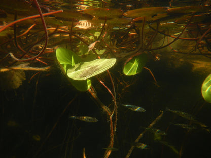 Cute y2k aesthetic digicam Nikon Coolpix AW 100 waterproof camera with beaded strap PreOwned