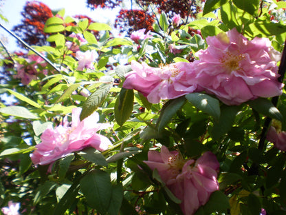 Cute Y2k Aesthetic Olymlus FE 20 hand decorated digital camera PreOwned