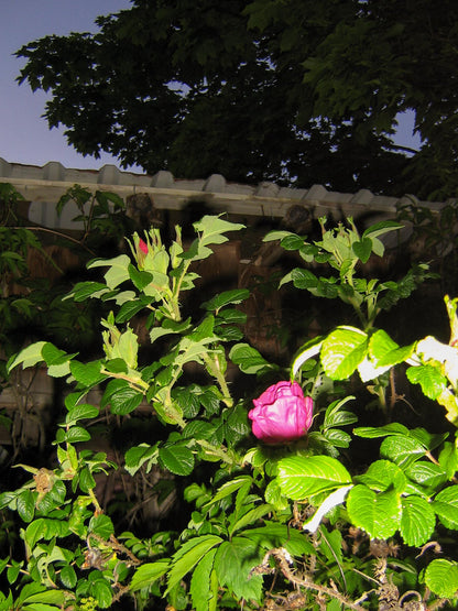 Canon Poweshot A410 Cute Y2k Aesthetic decorated digital camera, has flaw! READ DESCRIPTION PreOwned